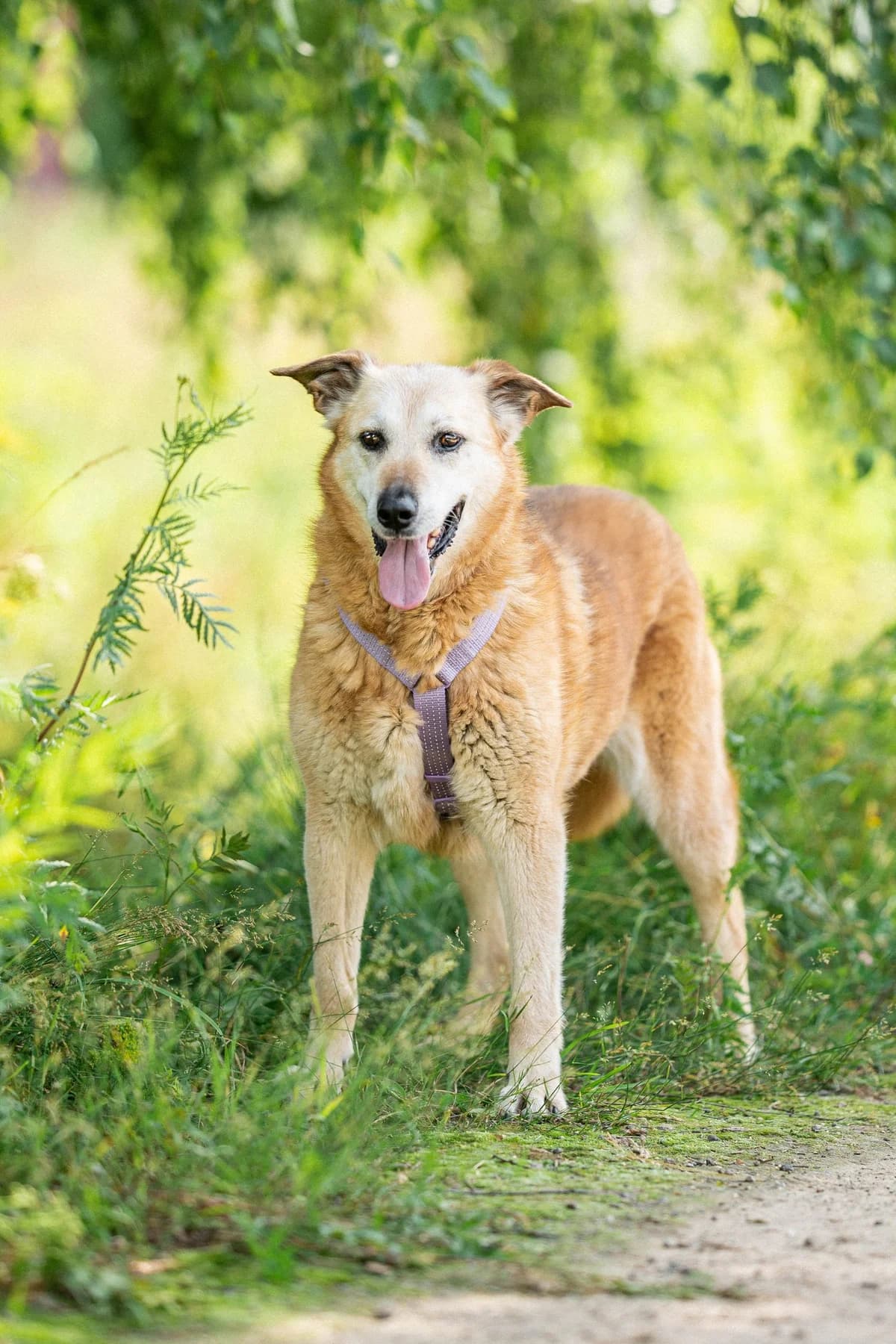 Basia| H26-1222, female Mixed Breed for adoption at Tierschutzverein House of animals Marfino eV, Jessen (Elster)