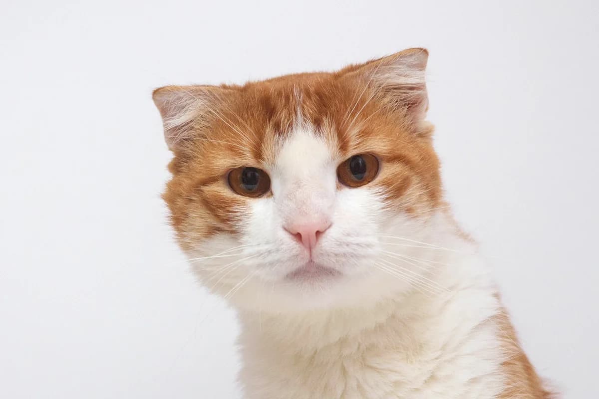 Mich | K26-0307, male 5yo Mixed Breed for adoption at Tierschutzverein House of animals Marfino eV, Jessen (Elster)