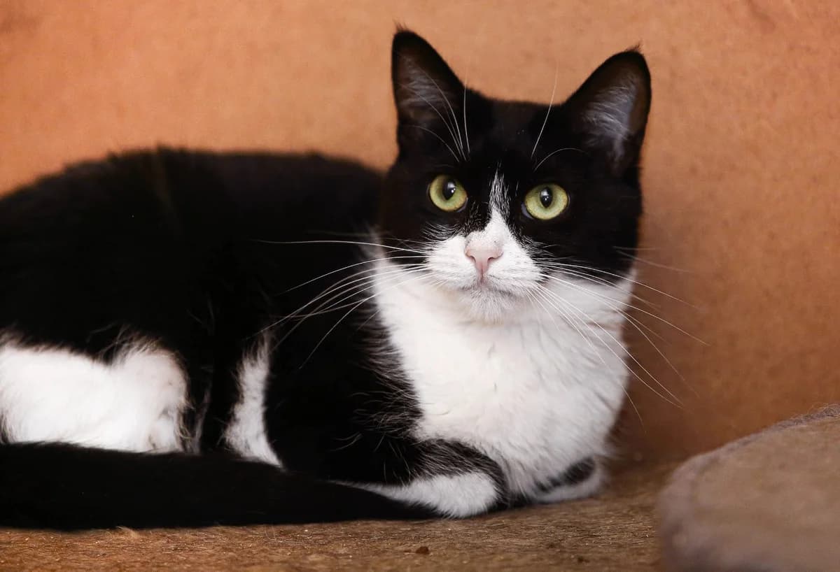 Alexa| K26-0422, female 6yo Mixed Breed for adoption at Tierschutzverein House of animals Marfino eV, Jessen (Elster)