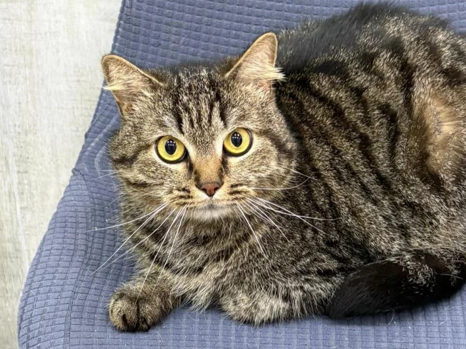 Shipuchka| K26-1711, female young Mixed Breed for adoption at Tierschutzverein House of animals Marfino eV, Jessen (Elster)