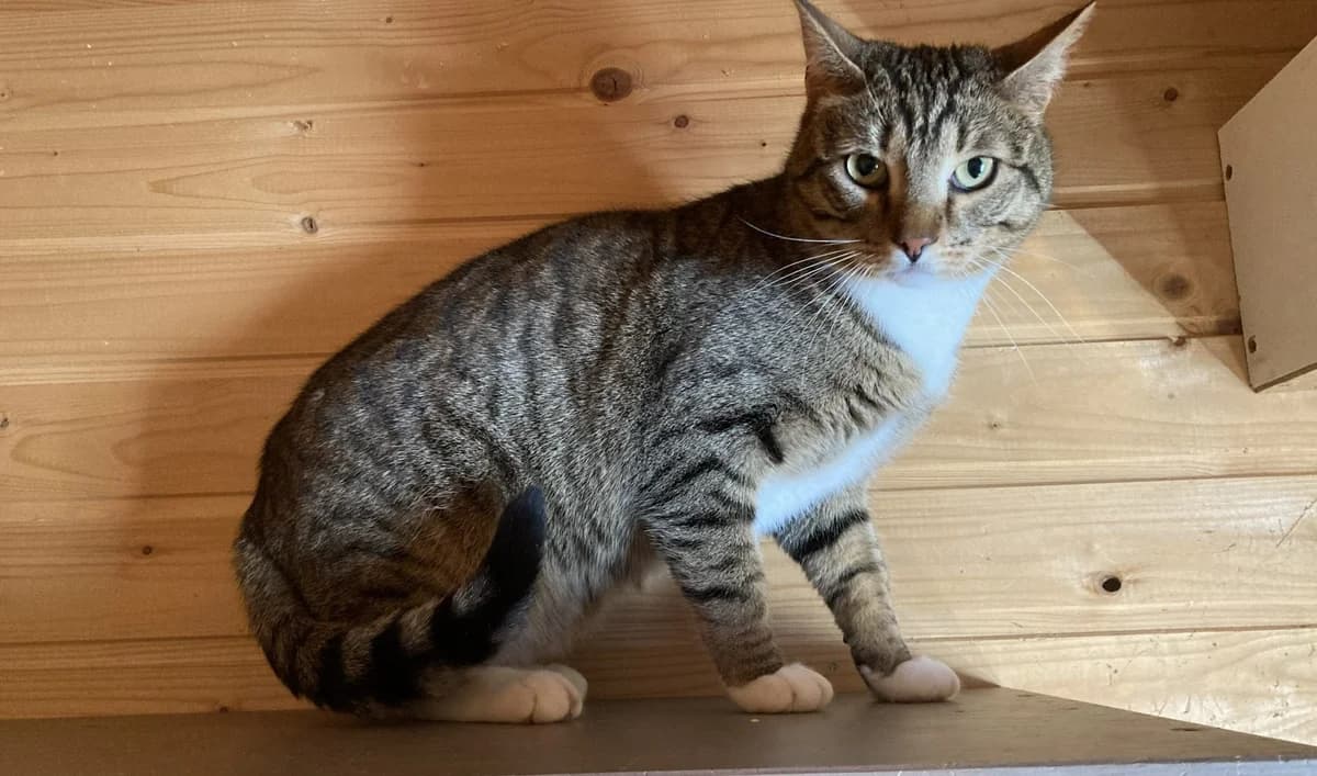 Tim | K26-1900, male young Mixed Breed for adoption at Tierschutzverein House of animals Marfino eV, Jessen (Elster)
