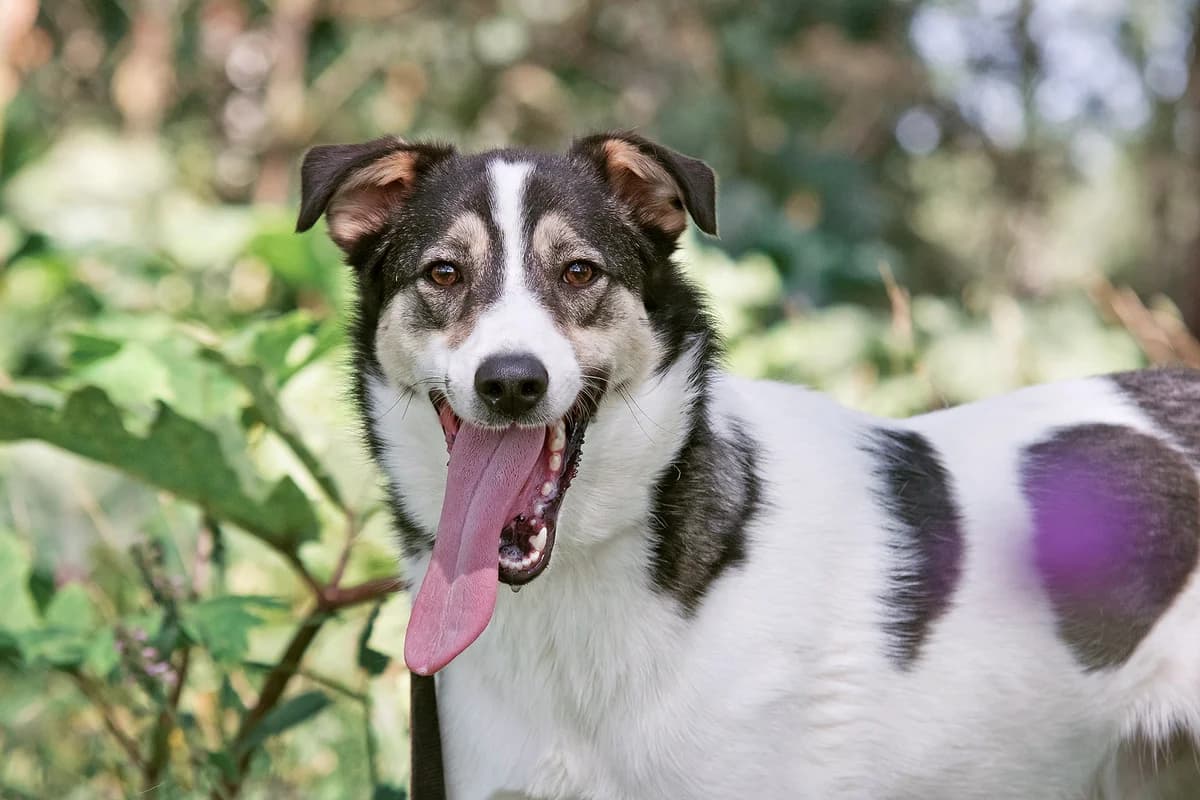 Bim| H26-1224, male Mixed Breed for adoption at Tierschutzverein House of animals Marfino eV, Jessen (Elster)