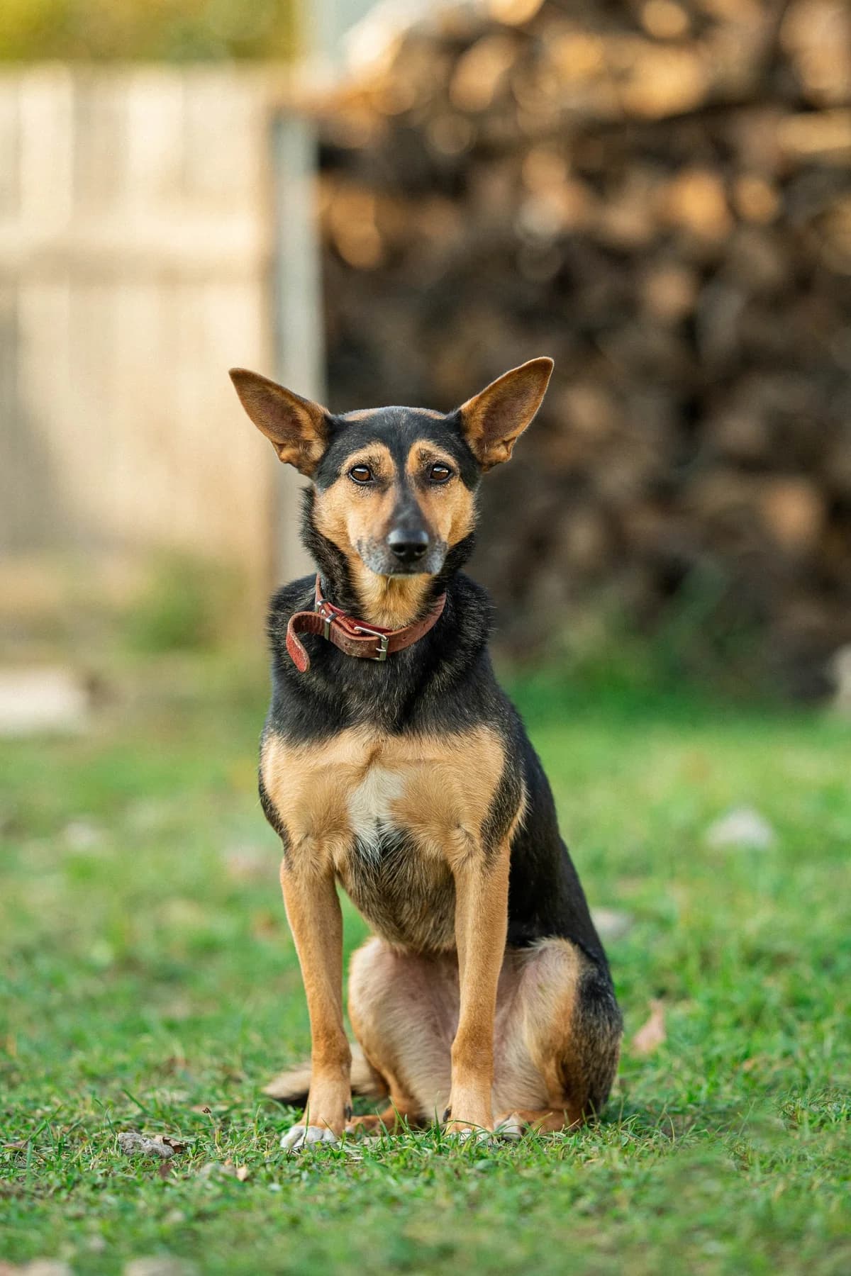 Diana| H26-1228, female Mixed Breed for adoption at Tierschutzverein House of animals Marfino eV, Jessen (Elster)