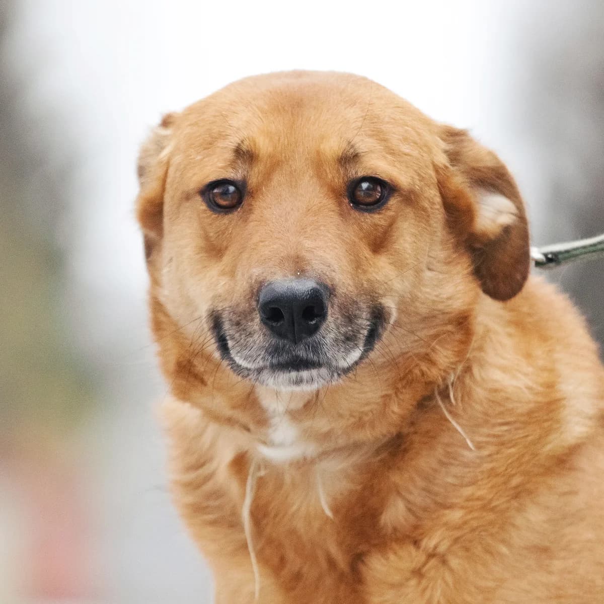 Fibi| H26-1229, female Mixed Breed for adoption at Tierschutzverein House of animals Marfino eV, Jessen (Elster)