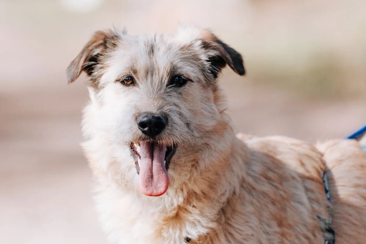 Fifa| H26-1230, female Mixed Breed for adoption at Tierschutzverein House of animals Marfino eV, Jessen (Elster)