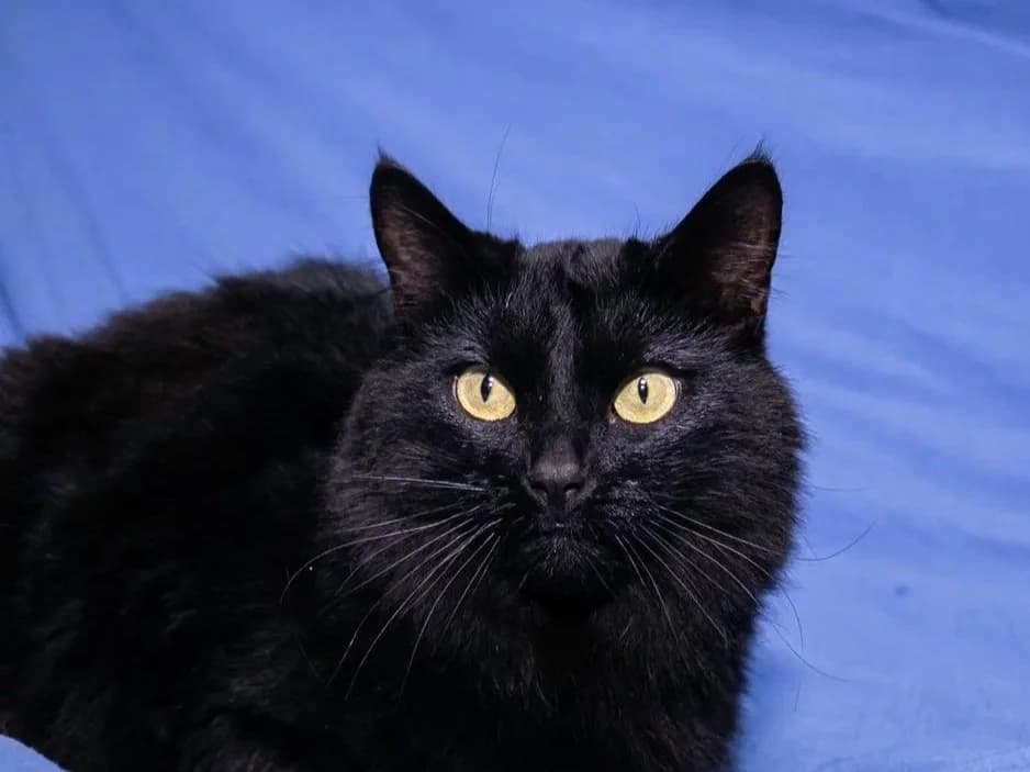 Lina| K26-1702, female young Mixed Breed for adoption at Tierschutzverein House of animals Marfino eV, Jessen (Elster)