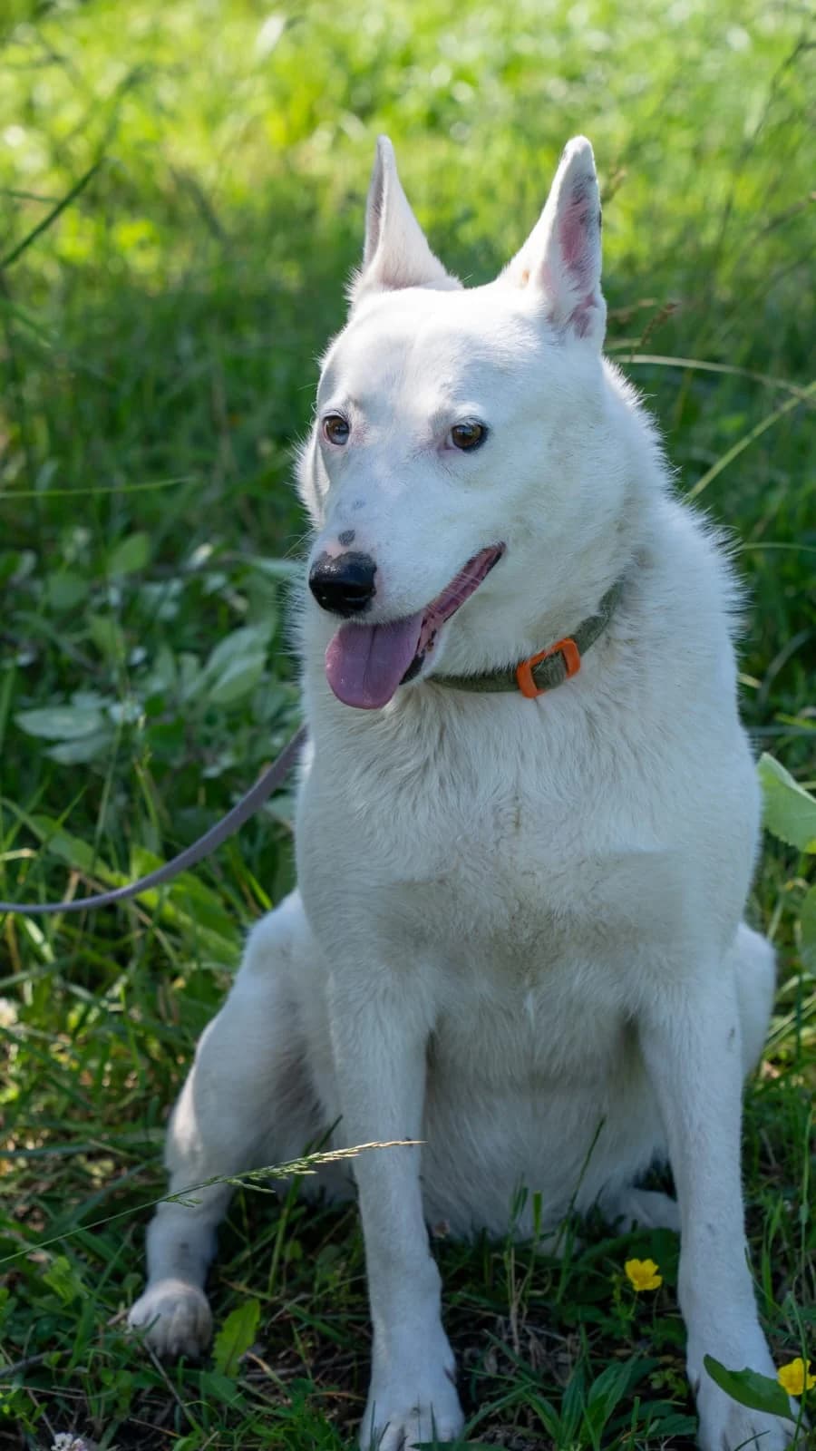 Astra| H26-1258, female Mixed Breed for adoption at Tierschutzverein House of animals Marfino eV, Jessen (Elster)