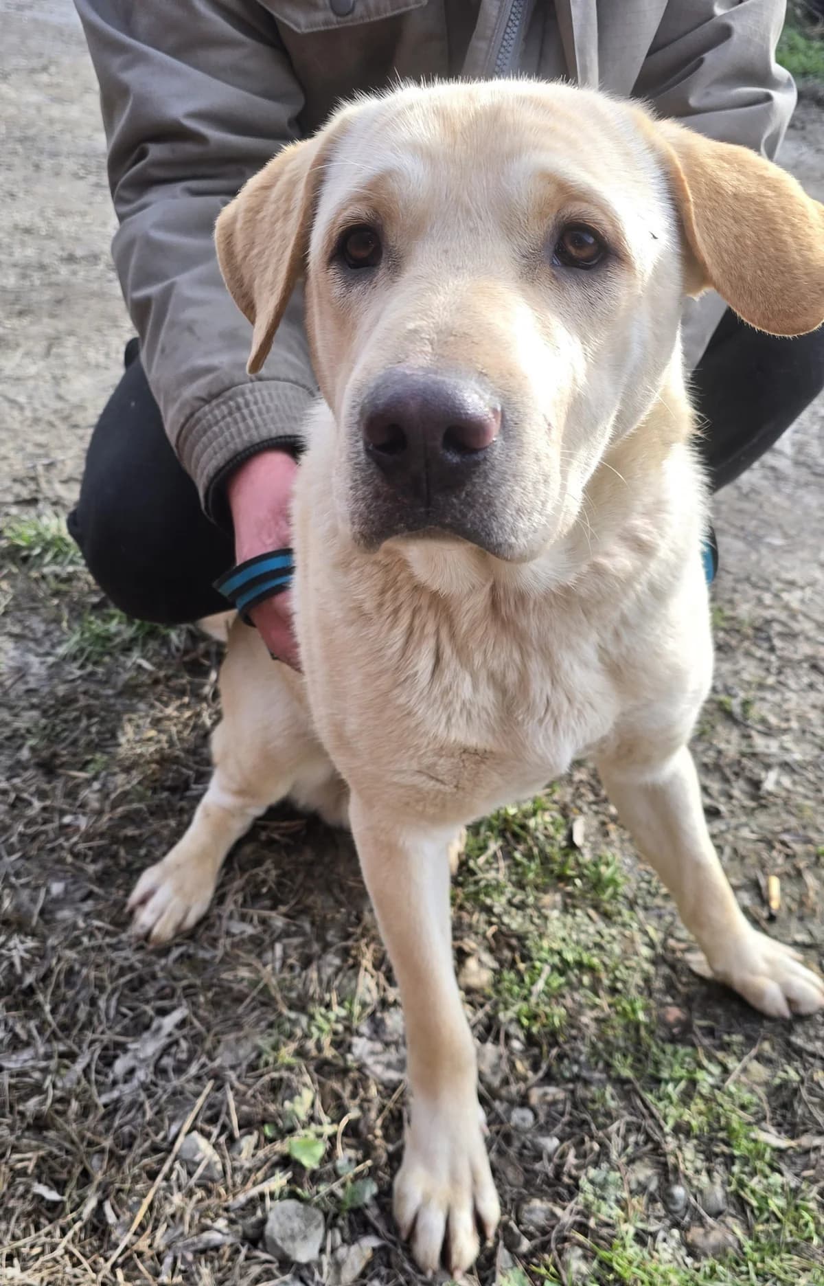 Belyak| H26-1260, male Mixed Breed for adoption at Tierschutzverein House of animals Marfino eV, Jessen (Elster)