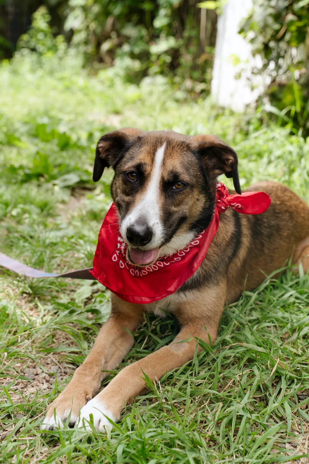 Busya| H26-1262, male Mixed Breed for adoption at Tierschutzverein House of animals Marfino eV, Jessen (Elster)