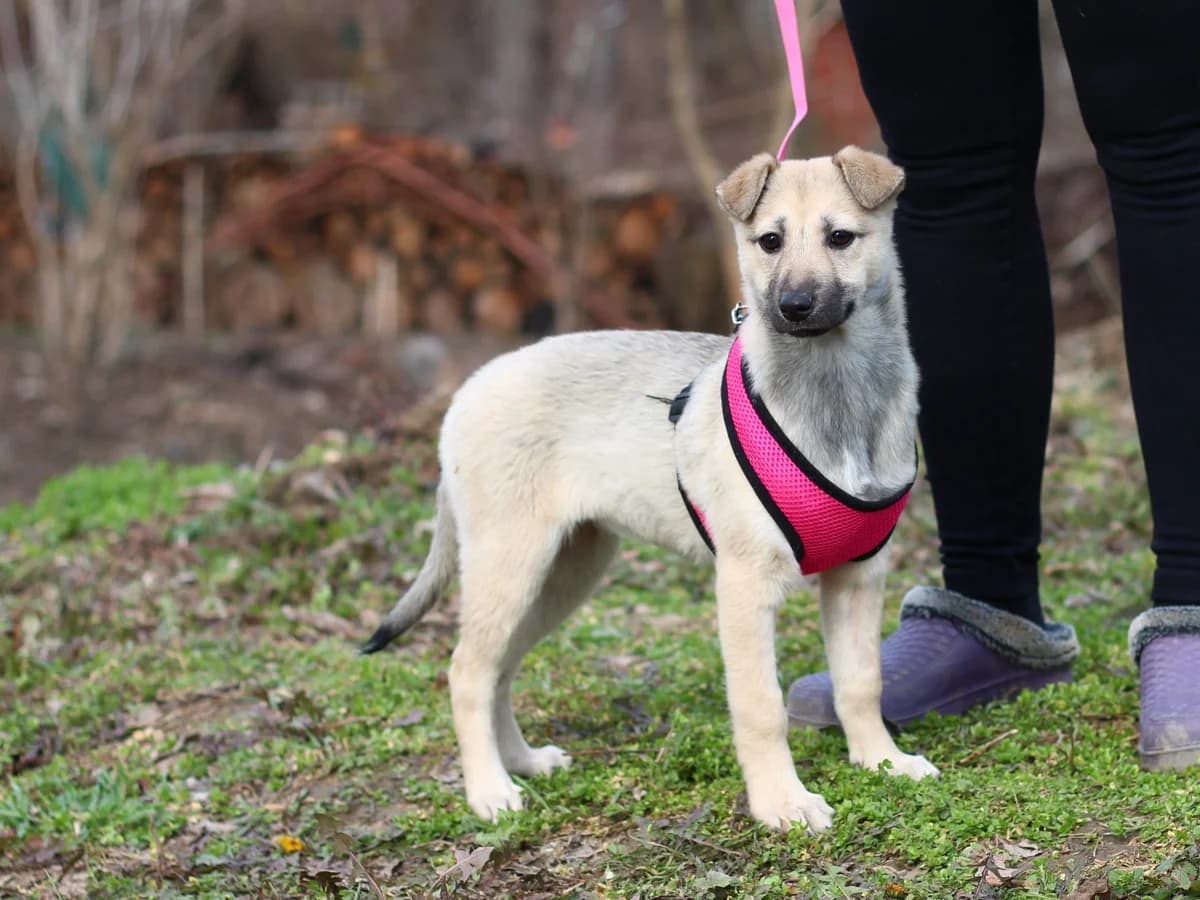 Chara| H26-1265, male Mixed Breed for adoption at Tierschutzverein House of animals Marfino eV, Jessen (Elster)
