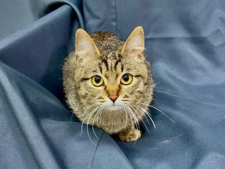 Limonka| K26-1708, female 5yo Mixed Breed for adoption at Tierschutzverein House of animals Marfino eV, Jessen (Elster)