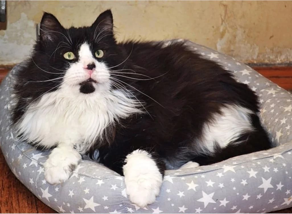 Oliver | K26-0425, male senior Mixed Breed for adoption at Tierschutzverein House of animals Marfino eV, Jessen (Elster)