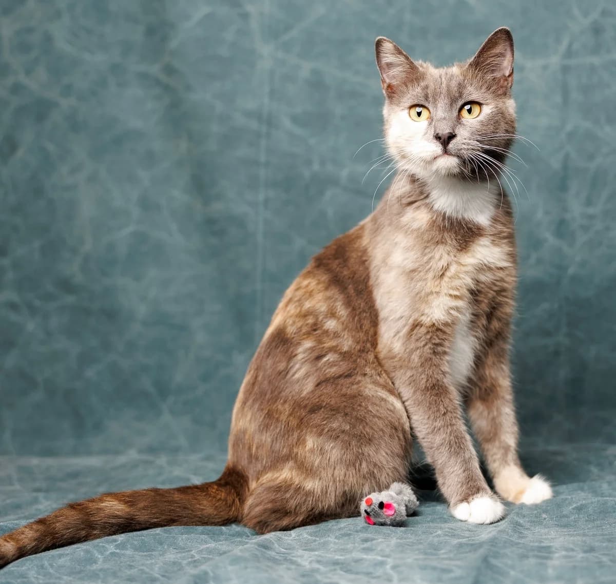 Mary| K26-1307, female young Mixed Breed for adoption at Tierschutzverein House of animals Marfino eV, Jessen (Elster)