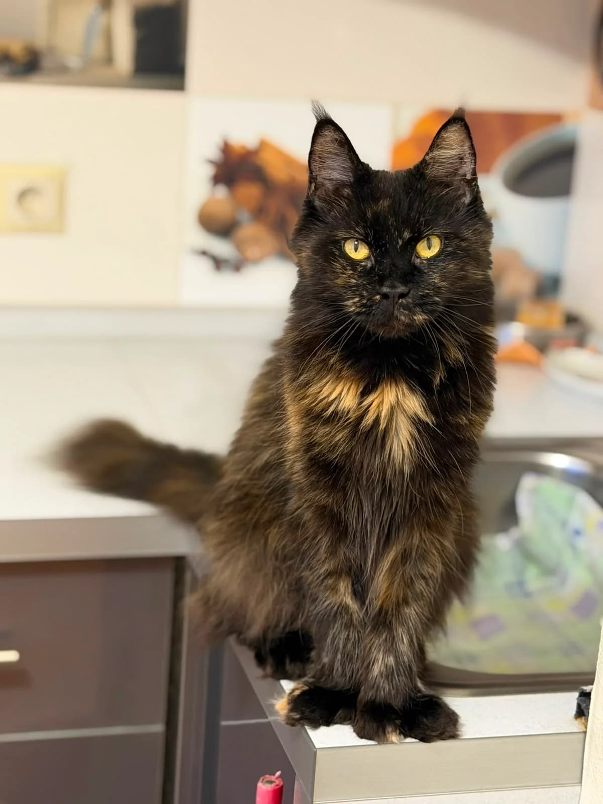 Lastochka| K26-2101, female 3yo Mixed Breed for adoption at Tierschutzverein House of animals Marfino eV, Jessen (Elster)