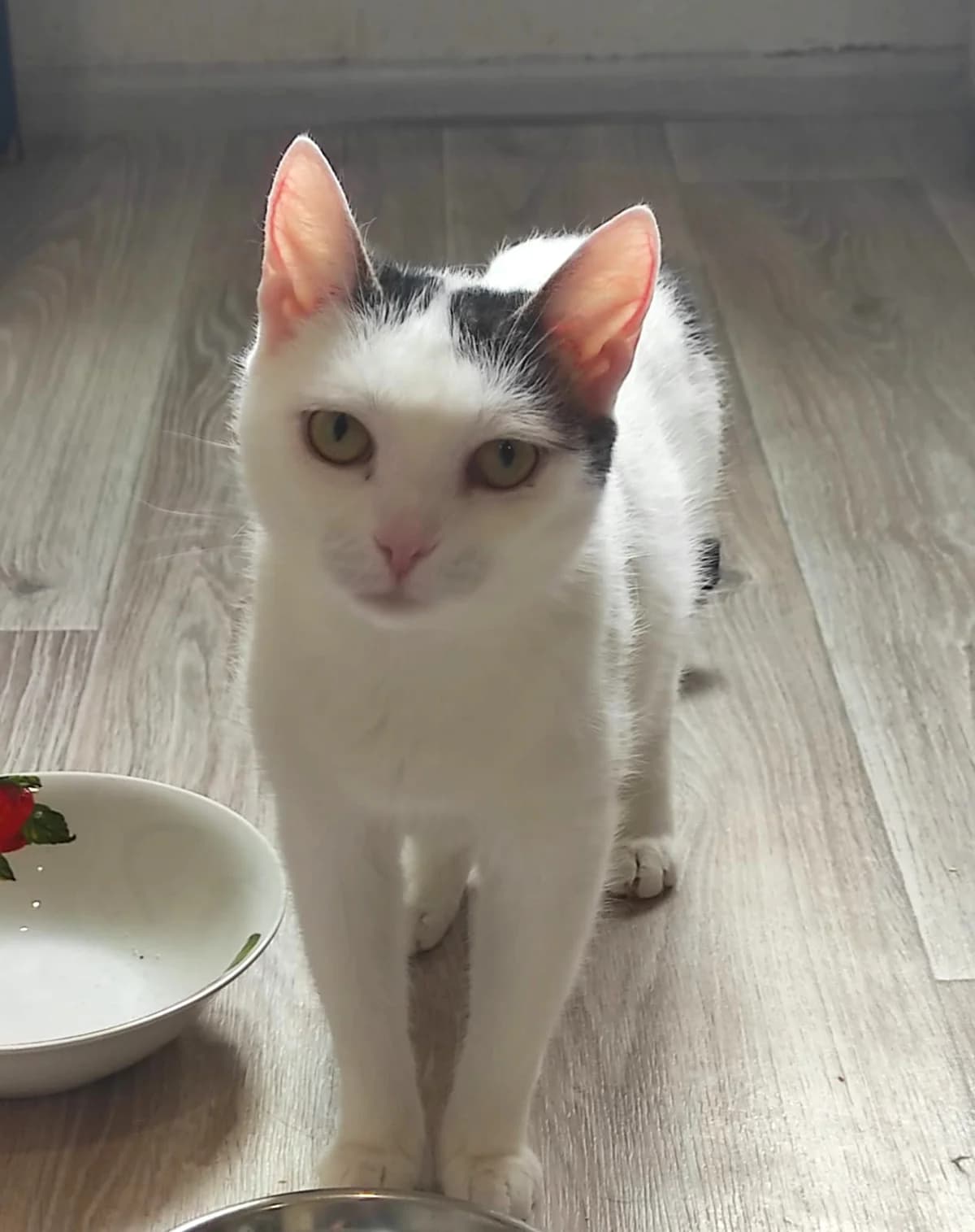 Abby| K26-0426, female 4yo Mixed Breed for adoption at Tierschutzverein House of animals Marfino eV, Jessen (Elster)