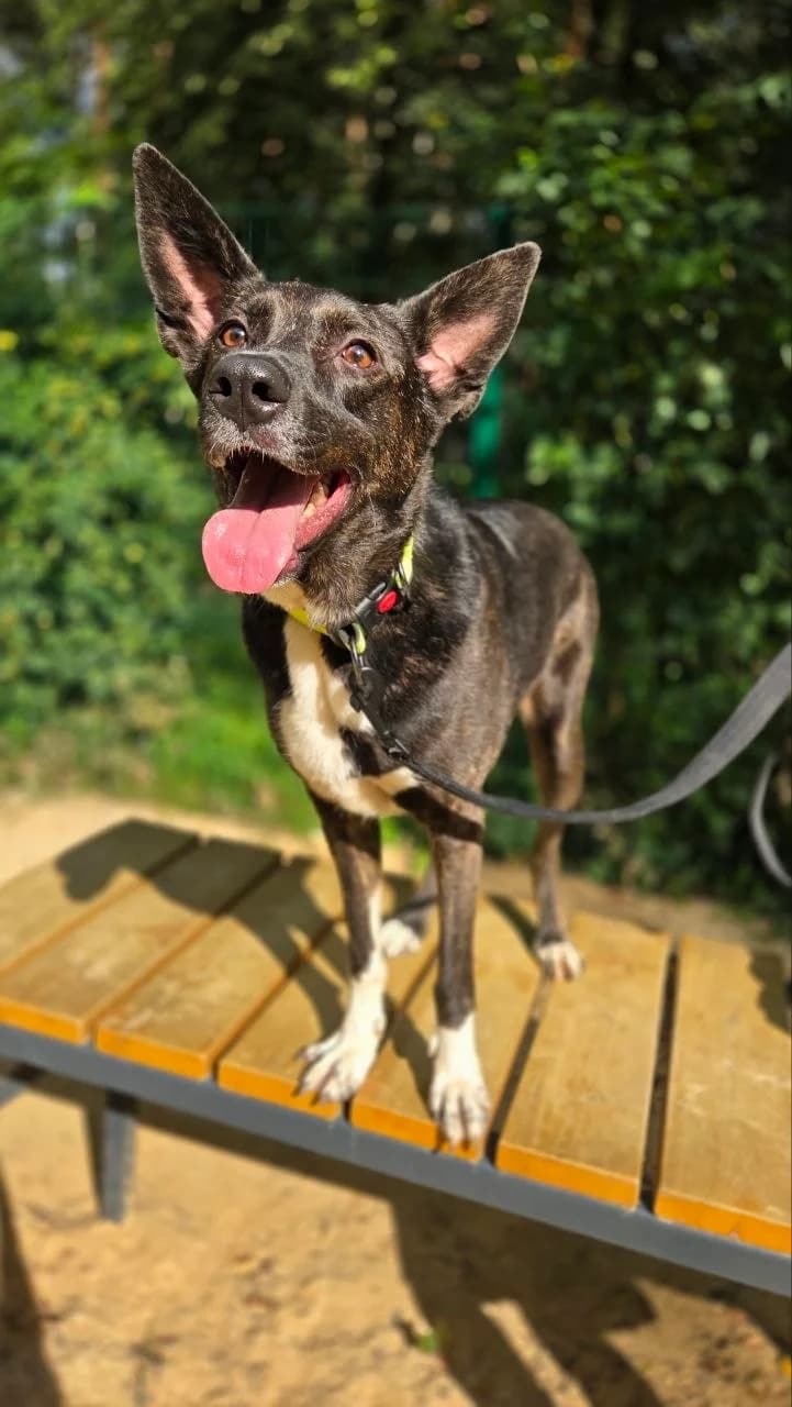 Sophie| H26-1269, female Mixed Breed for adoption at Tierschutzverein House of animals Marfino eV, Jessen (Elster)