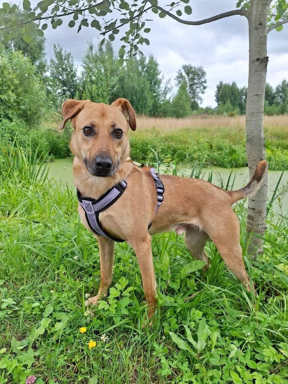 Willi| H26-1270, male Mixed Breed for adoption at Tierschutzverein House of animals Marfino eV, Jessen (Elster)