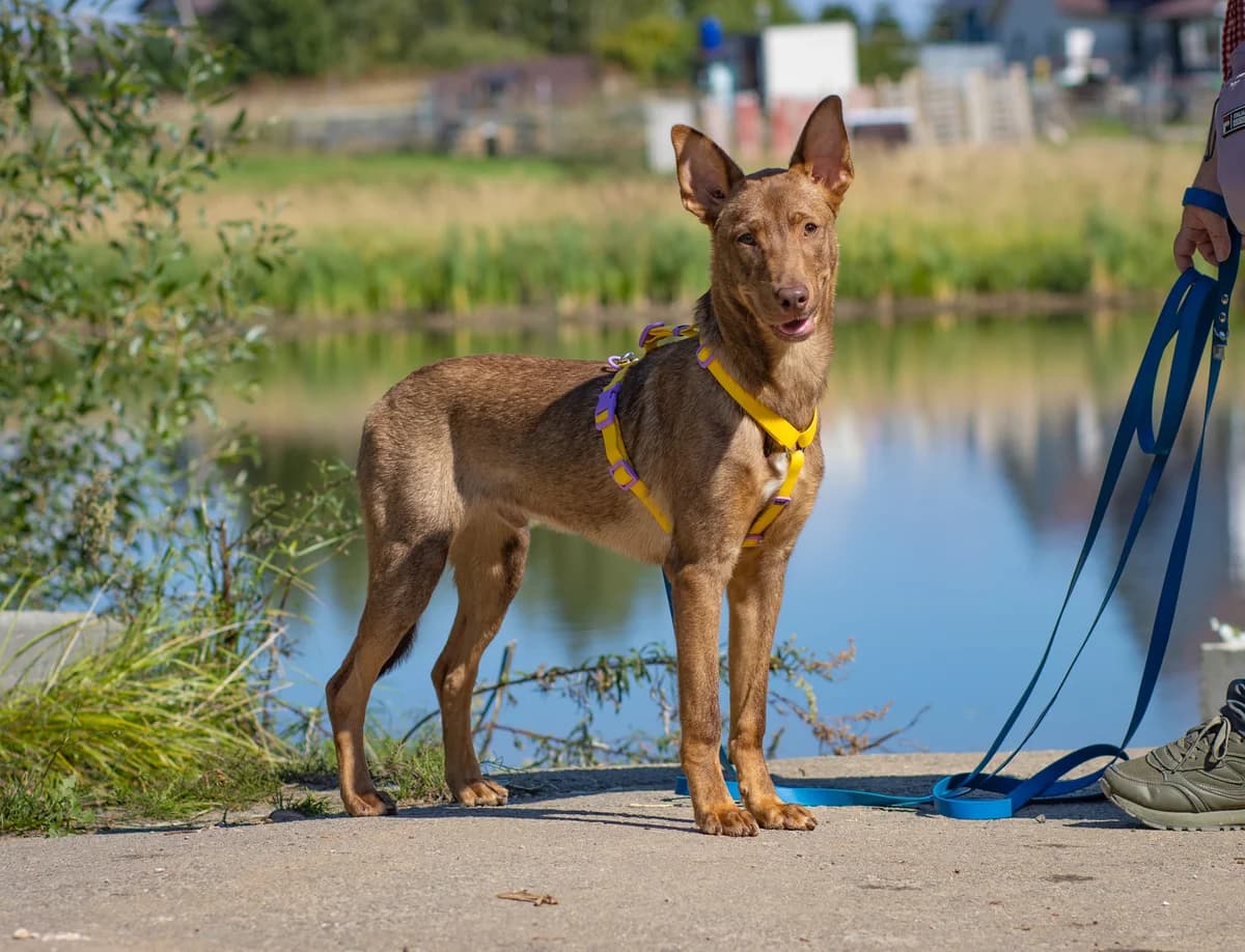 Akio| H26-1271, male puppy Mixed Breed for adoption at Tierschutzverein House of animals Marfino eV, Jessen (Elster)