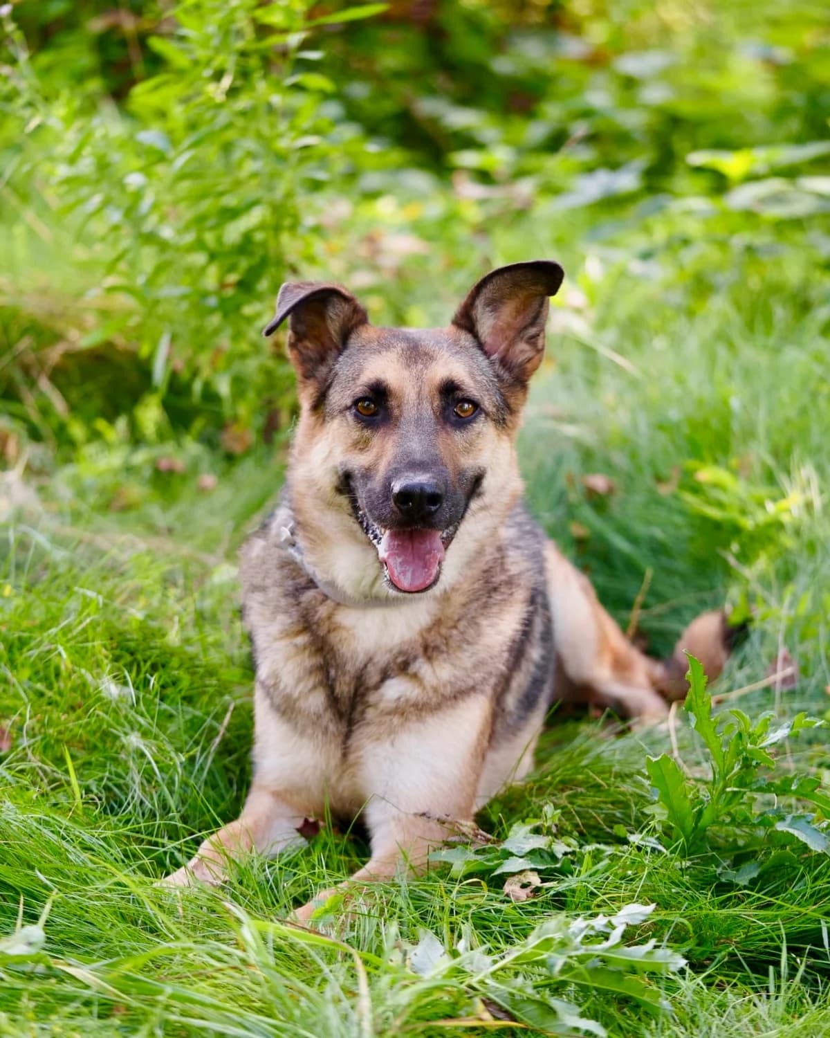 Barney| H26-1272, male Mixed Breed for adoption at Tierschutzverein House of animals Marfino eV, Jessen (Elster)