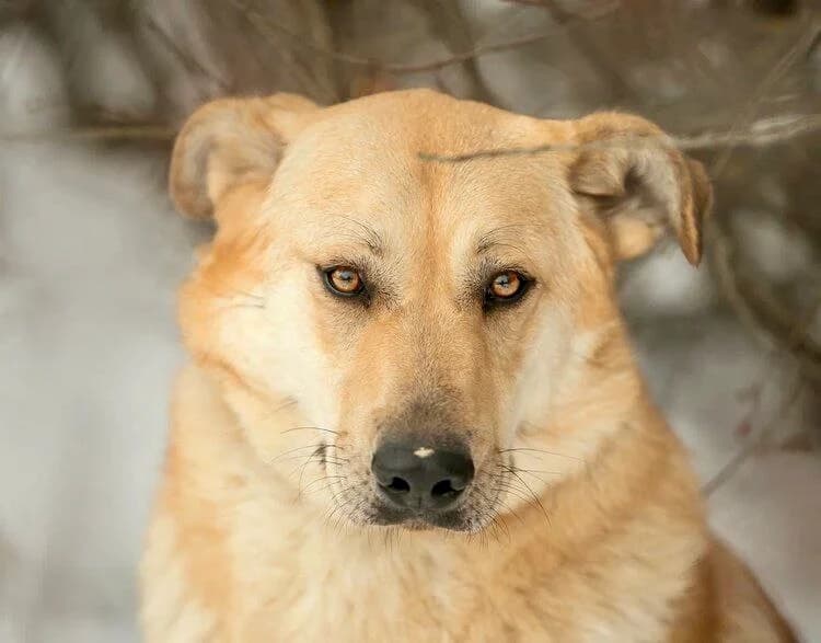 Naida| H26-1273, female Mixed Breed for adoption at Tierschutzverein House of animals Marfino eV, Jessen (Elster)