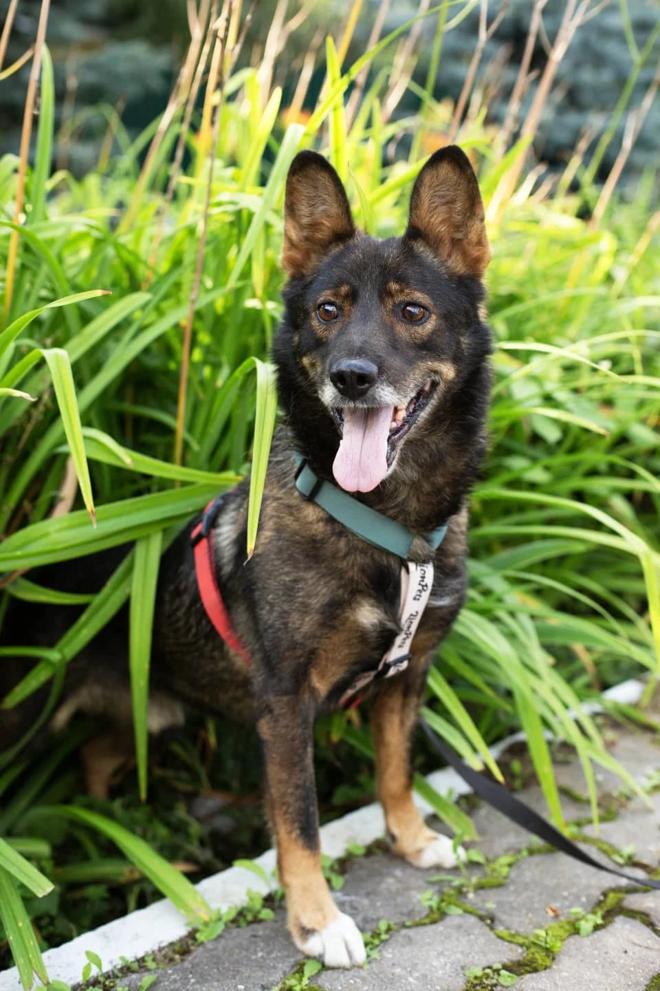 Wolt| H26-1274, male Mixed Breed for adoption at Tierschutzverein House of animals Marfino eV, Jessen (Elster)