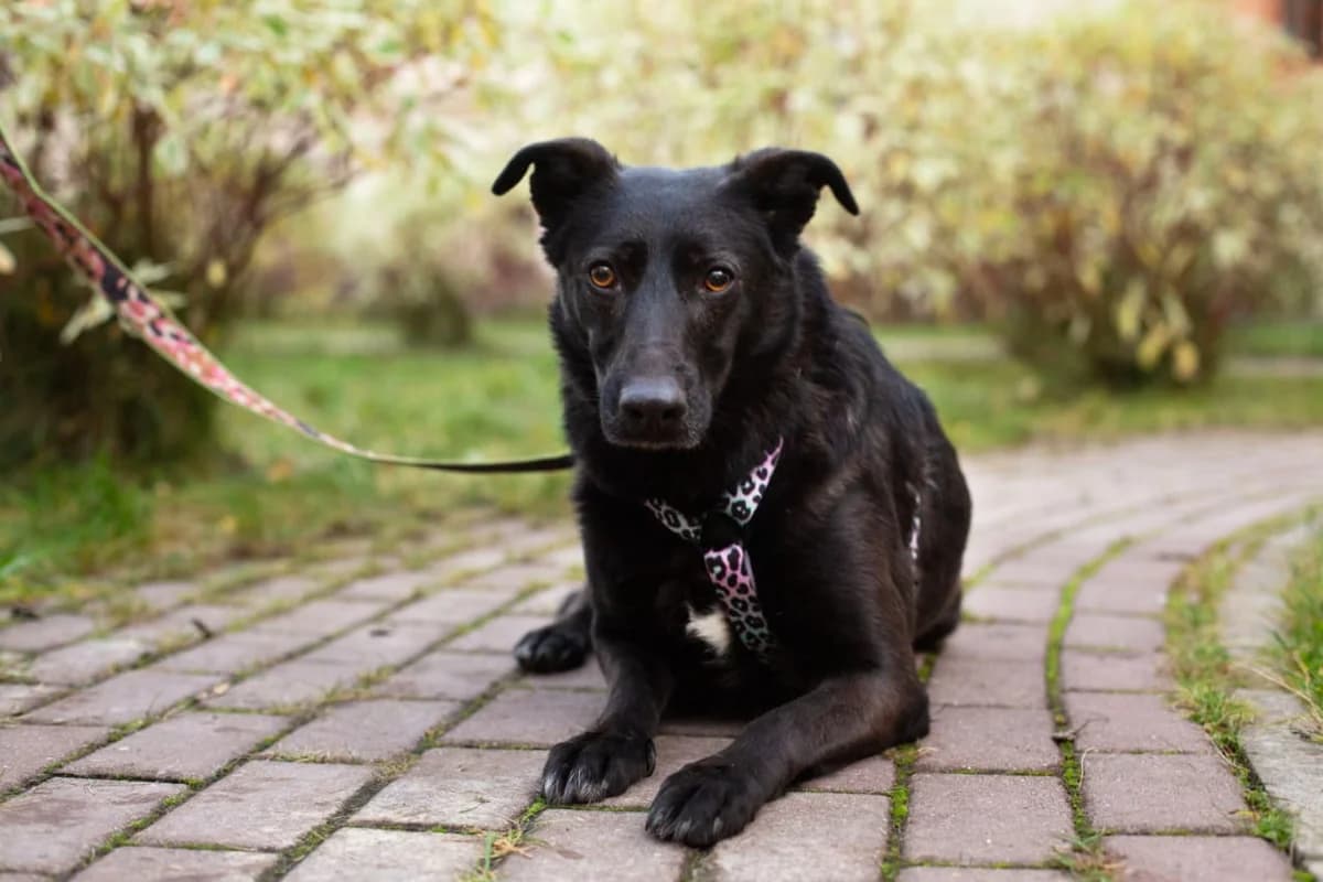 Elsa| H26-1275, female Mixed Breed for adoption at Tierschutzverein House of animals Marfino eV, Jessen (Elster)