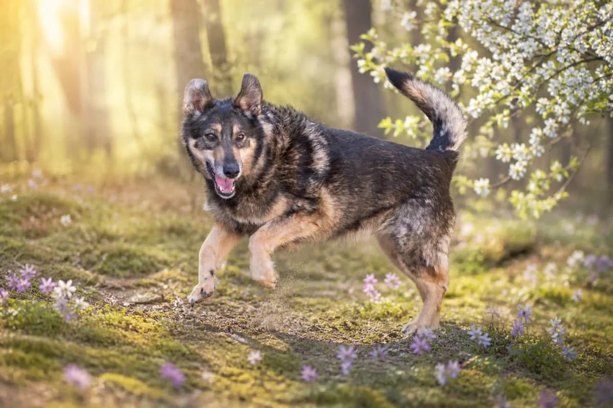 Mukha| H26-1276, female Mixed Breed for adoption at Tierschutzverein House of animals Marfino eV, Jessen (Elster)
