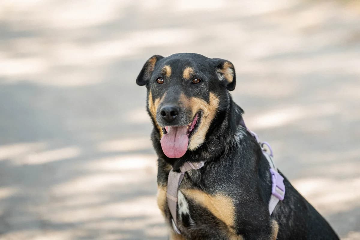 Garik| H26-1231, male Mixed Breed for adoption at Tierschutzverein House of animals Marfino eV, Jessen (Elster)