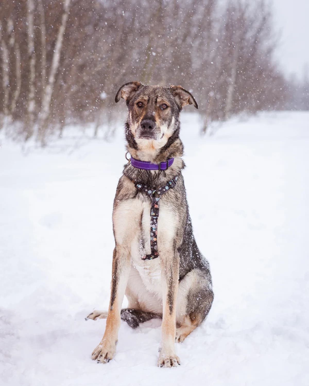 Halva| H26-1233, female Mixed Breed for adoption at Tierschutzverein House of animals Marfino eV, Jessen (Elster)