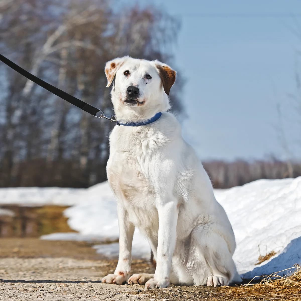 Jarik| H26-1234, male Mixed Breed for adoption at Tierschutzverein House of animals Marfino eV, Jessen (Elster)