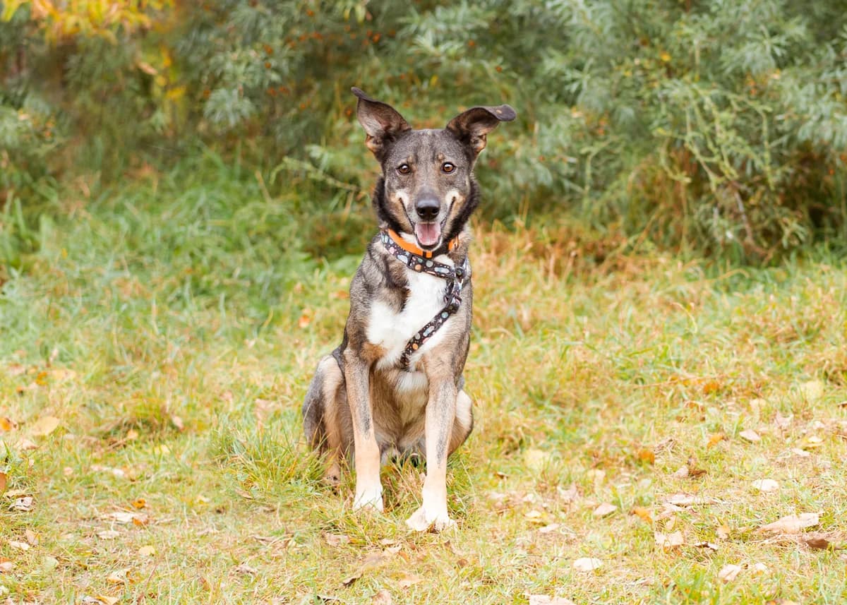 Jim| H26-1235, male Mixed Breed for adoption at Tierschutzverein House of animals Marfino eV, Jessen (Elster)