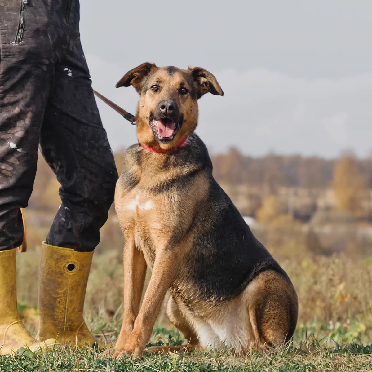 Kora | H26-1236, female Mixed Breed for adoption at Tierschutzverein House of animals Marfino eV, Jessen (Elster)