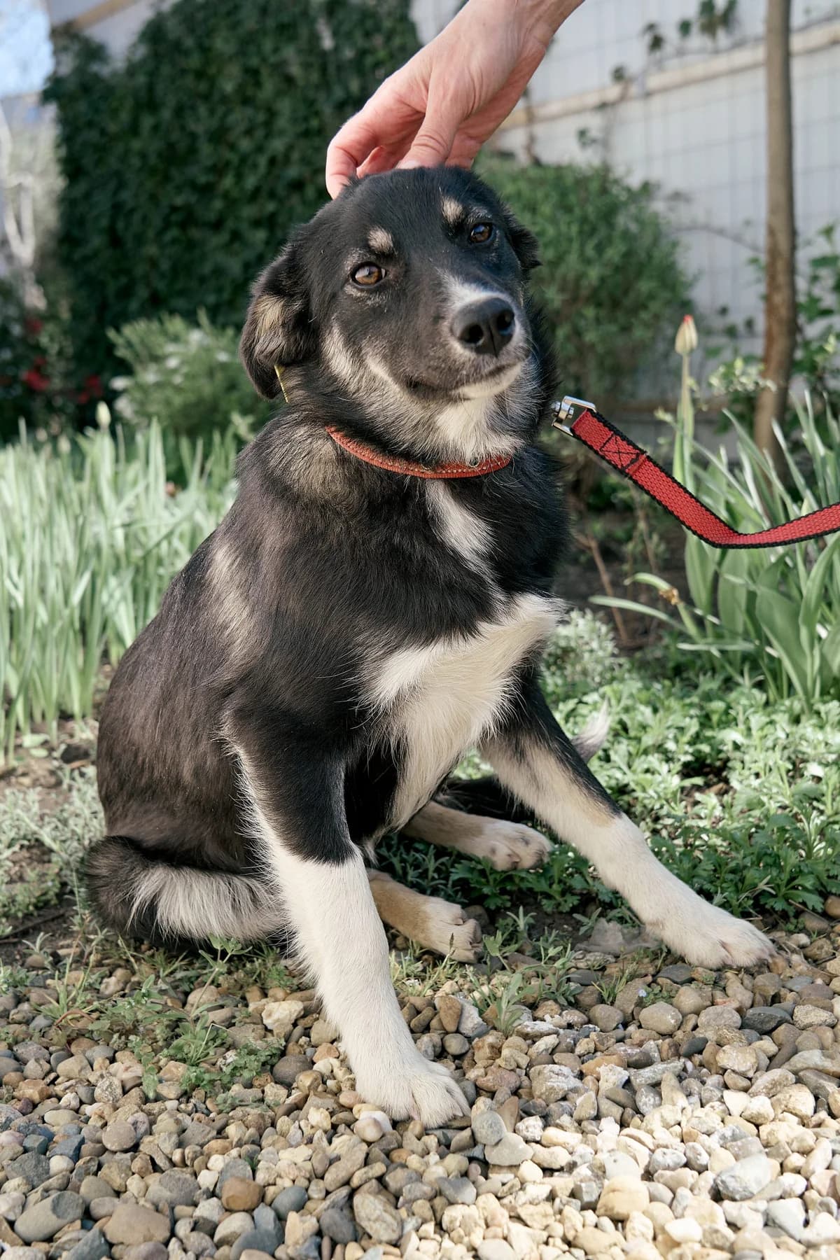 Dina | H26-1802, female Mixed Breed for adoption at Tierschutzverein House of animals Marfino eV, Jessen (Elster)