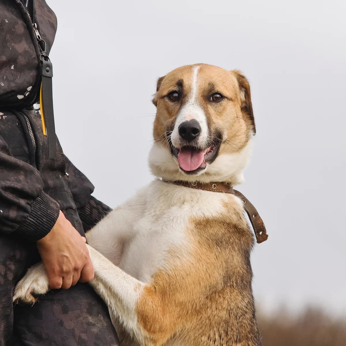 Leja | H26-1238, female Mixed Breed for adoption at Tierschutzverein House of animals Marfino eV, Jessen (Elster)