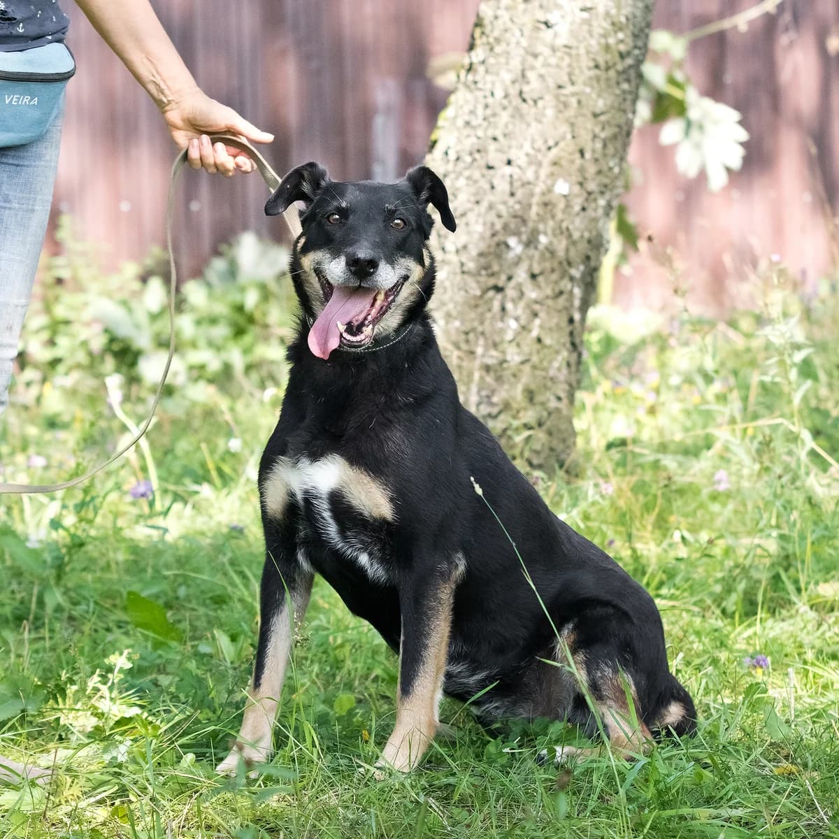 Leyla | H26-1239, female Mixed Breed for adoption at Tierschutzverein House of animals Marfino eV, Jessen (Elster)