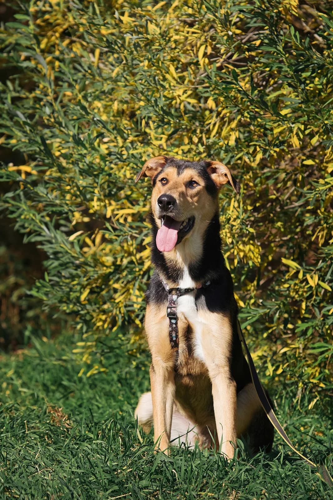 Lokum | H26-1240, male Mixed Breed for adoption at Tierschutzverein House of animals Marfino eV, Jessen (Elster)