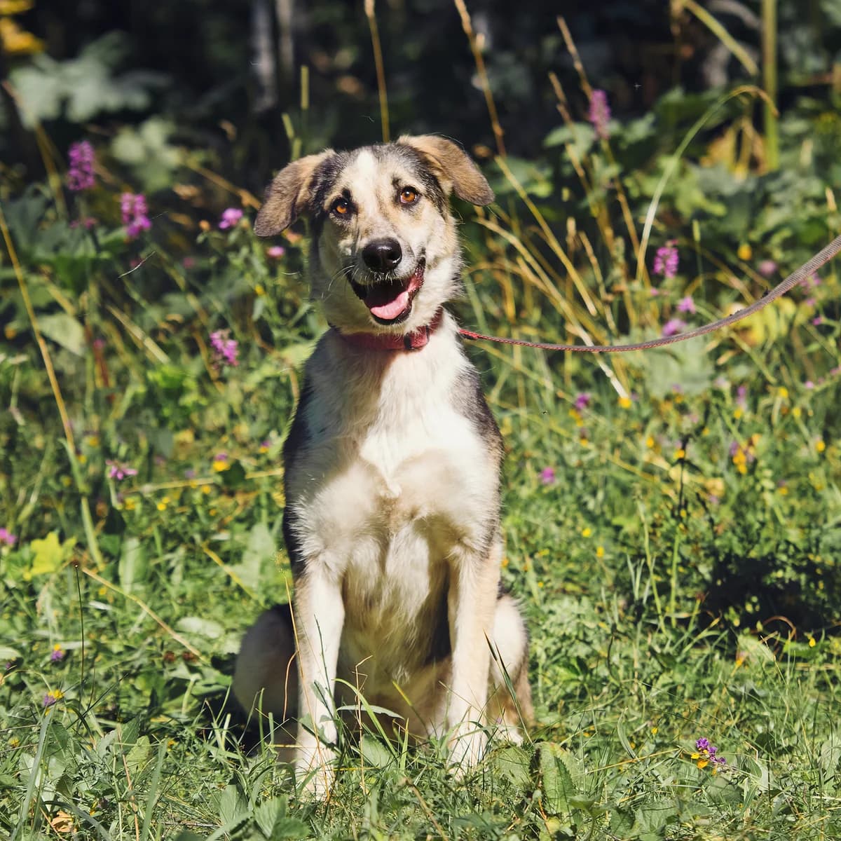 Lora | H26-1241, female Mixed Breed for adoption at Tierschutzverein House of animals Marfino eV, Jessen (Elster)