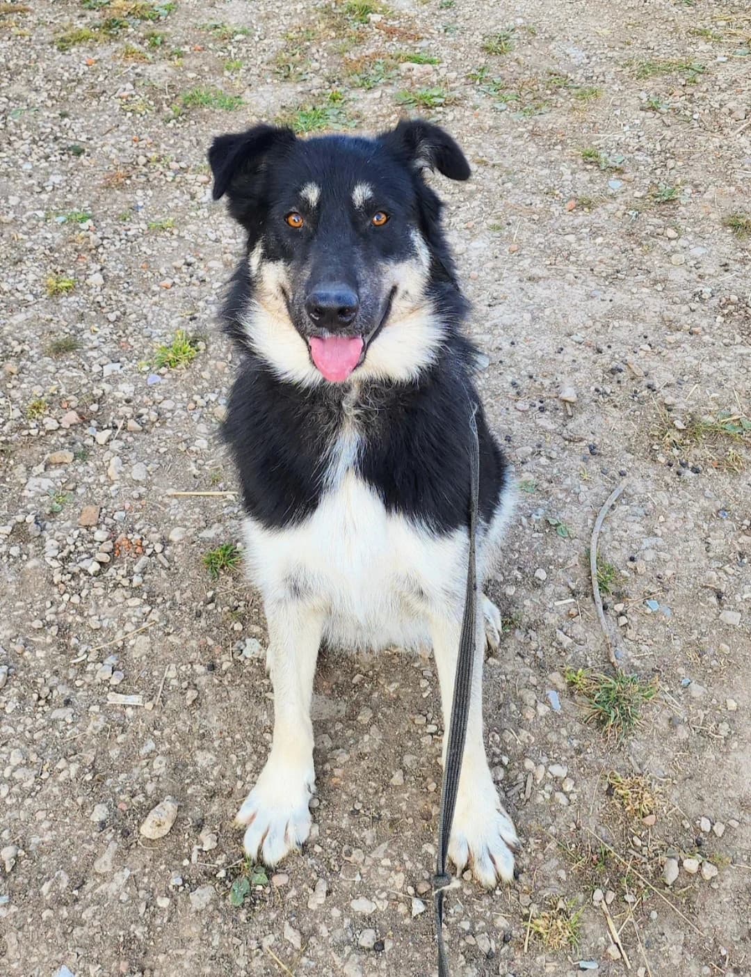 Lucky | H26-1242, male Mixed Breed for adoption at Tierschutzverein House of animals Marfino eV, Jessen (Elster)