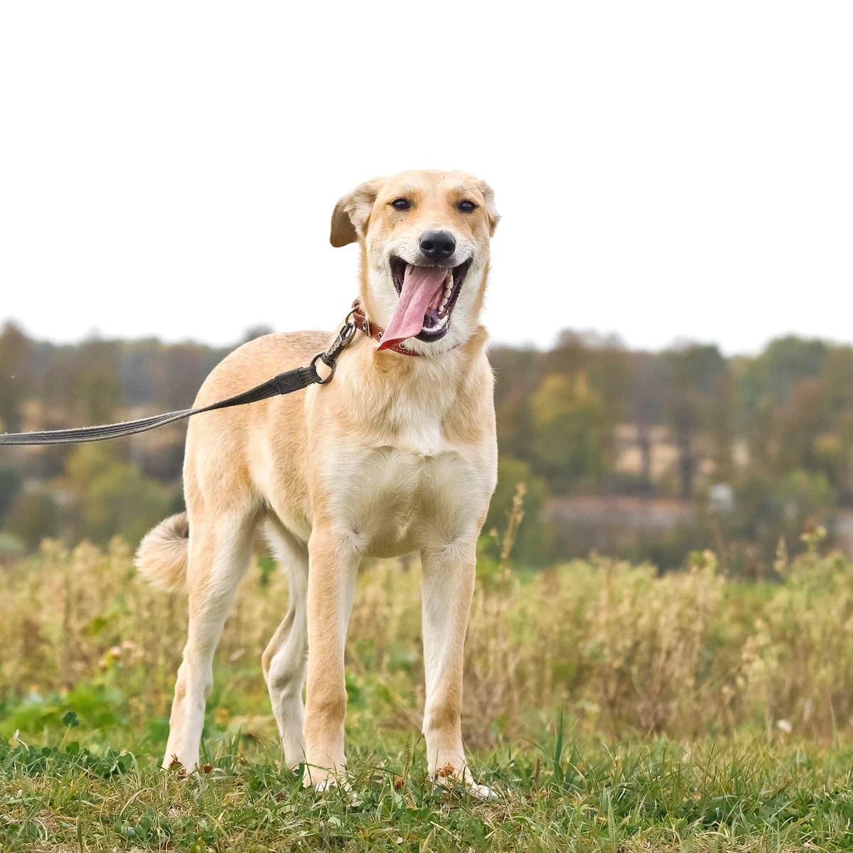 Mia | H26-1243, female Mixed Breed for adoption at Tierschutzverein House of animals Marfino eV, Jessen (Elster)
