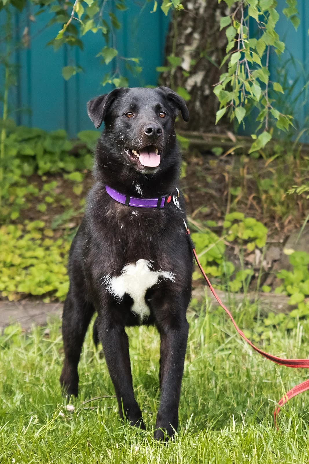 Pinot | H26-1245, male Mixed Breed for adoption at Tierschutzverein House of animals Marfino eV, Jessen (Elster)