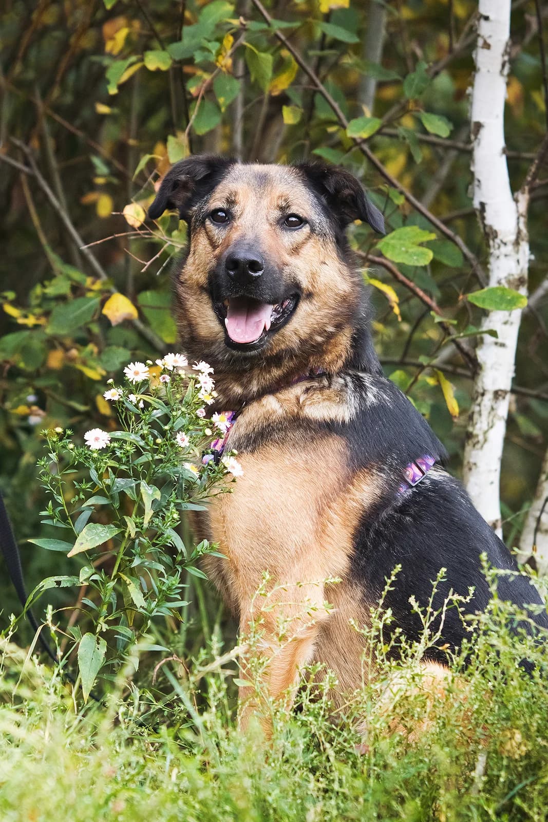 Poolia | H26-1246, female Mixed Breed for adoption at Tierschutzverein House of animals Marfino eV, Jessen (Elster)