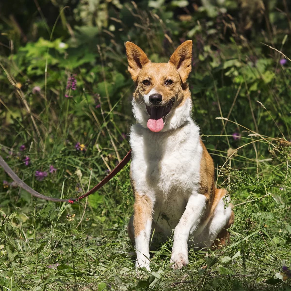 Reesa | H26-1247, female Mixed Breed for adoption at Tierschutzverein House of animals Marfino eV, Jessen (Elster)