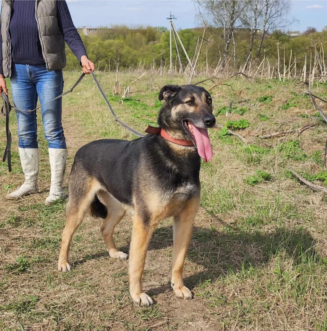 Ronnie| H26-1248, male Mixed Breed for adoption at Tierschutzverein House of animals Marfino eV, Jessen (Elster)