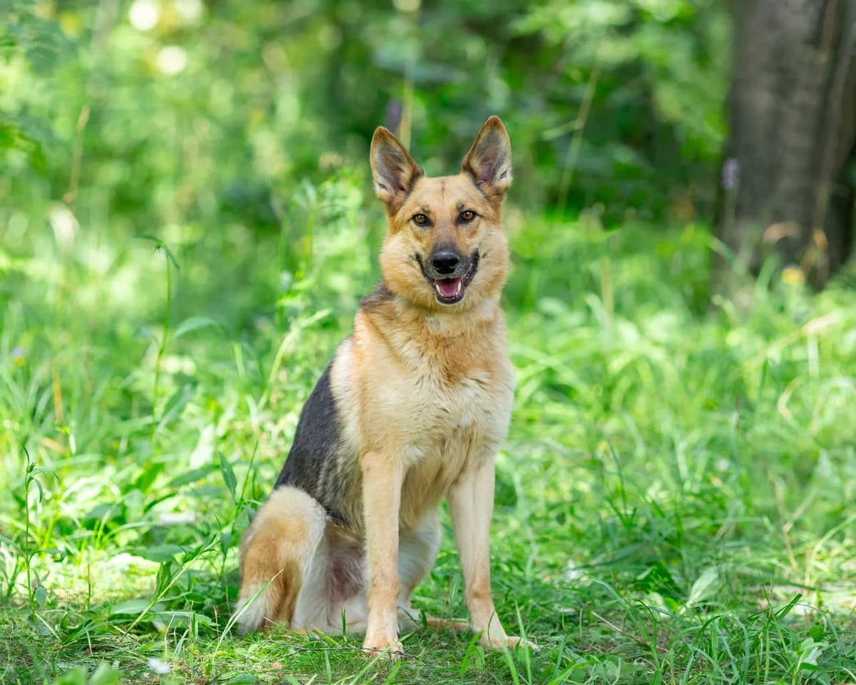Diesel| H26-1277, male Mixed Breed for adoption at Tierschutzverein House of animals Marfino eV, Jessen (Elster)