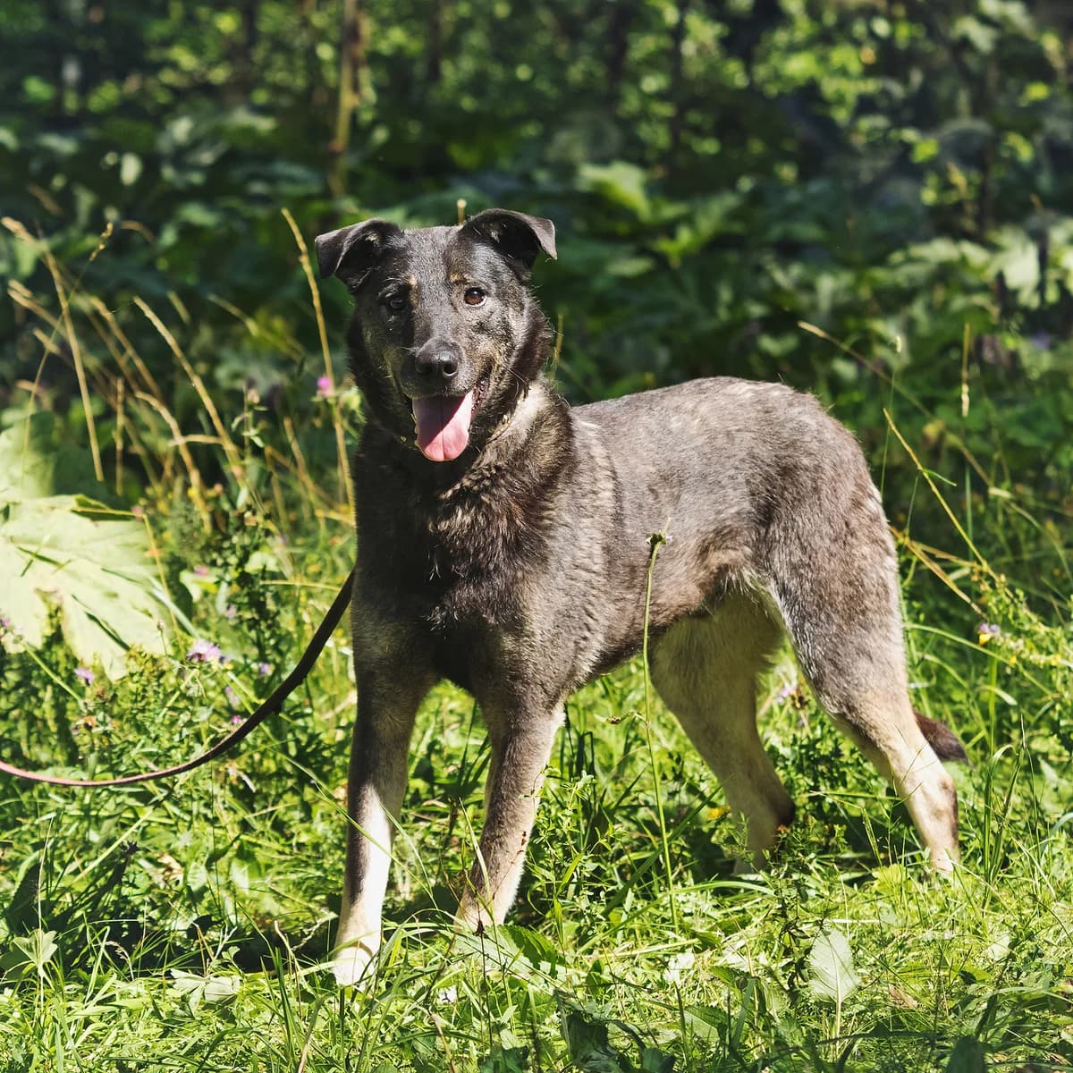 Sky | H26-1251, male Mixed Breed for adoption at Tierschutzverein House of animals Marfino eV, Jessen (Elster)
