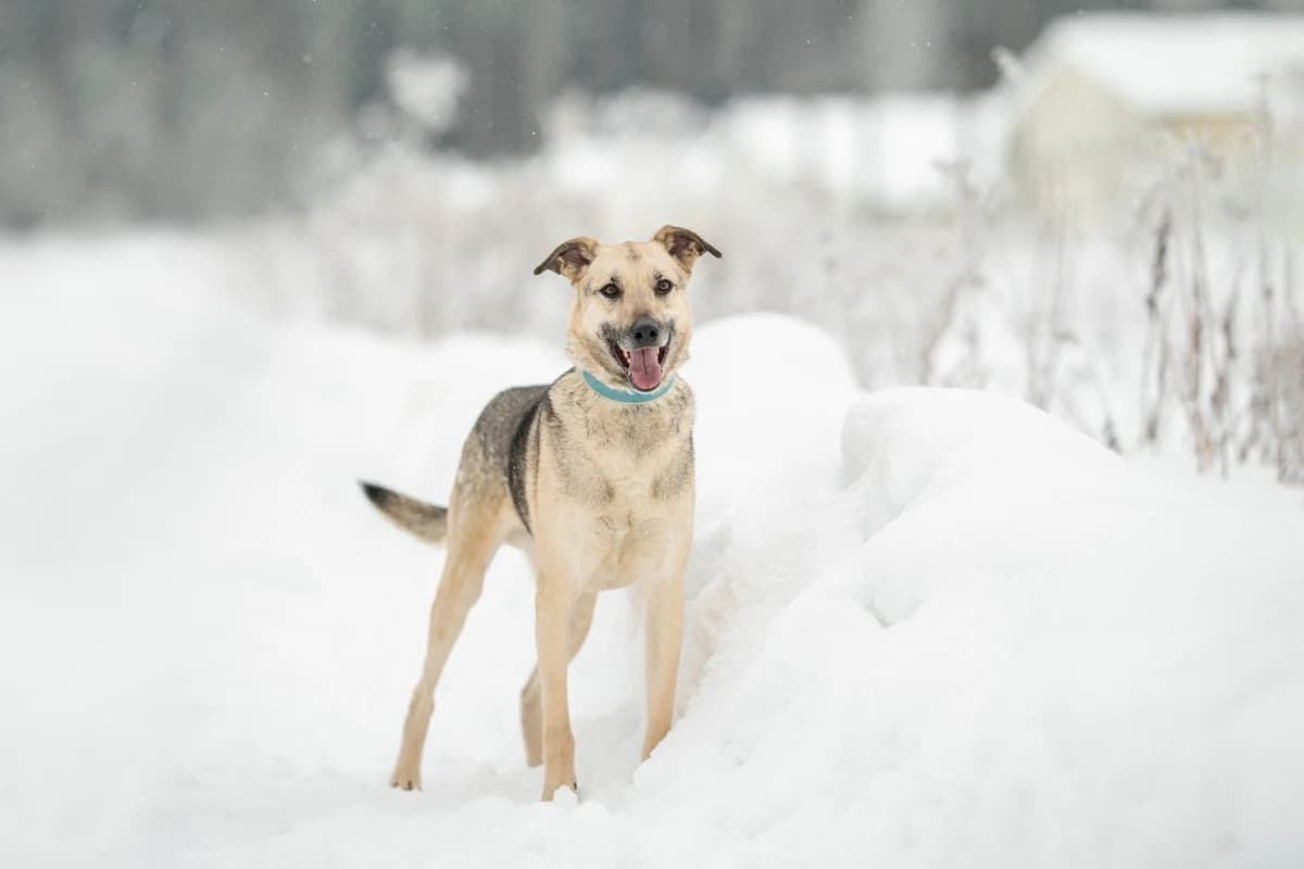 Tim | H26-1252, male Mixed Breed for adoption at Tierschutzverein House of animals Marfino eV, Jessen (Elster)