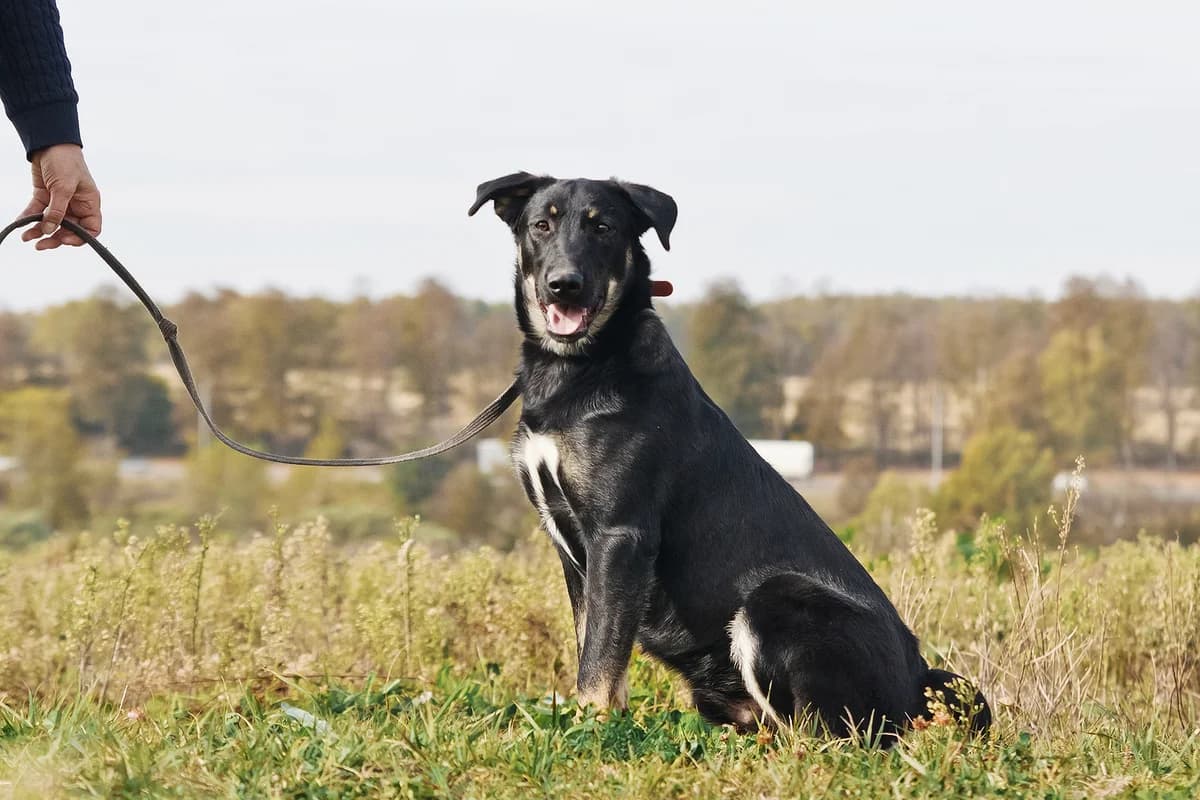 Tim | H26-1253, male Mixed Breed for adoption at Tierschutzverein House of animals Marfino eV, Jessen (Elster)