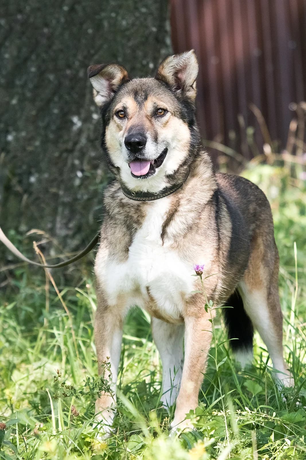 Troy | H26- 2500, male Mixed Breed for adoption at Tierschutzverein House of animals Marfino eV, Jessen (Elster)