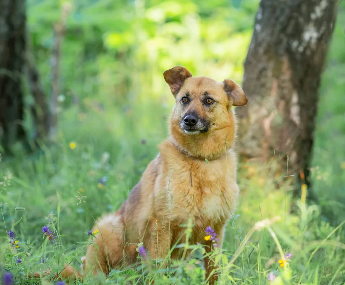 Tykva | H26- 2501, female Mixed Breed for adoption at Tierschutzverein House of animals Marfino eV, Jessen (Elster)