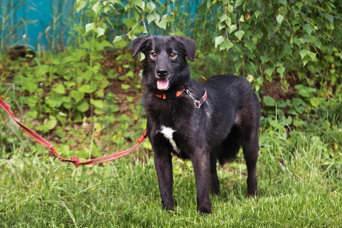Utkin | H26- 2502, male Mixed Breed for adoption at Tierschutzverein House of animals Marfino eV, Jessen (Elster)